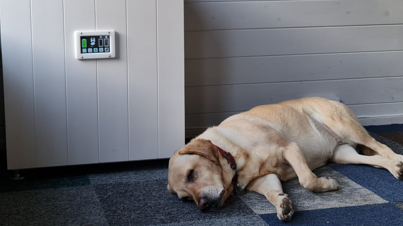 Dog 
Dog lying on a blue checkered floor in a room. Next to an Ark solar generator comprising a white woodend box with an electroinic screen on the front. 